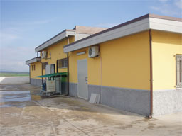 Sede